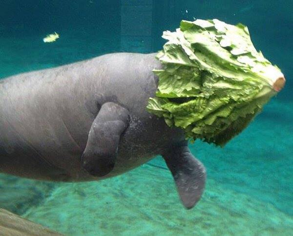 Florida Manatee with cabbage on head
