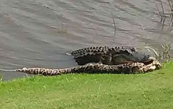 Alligator Eating Python