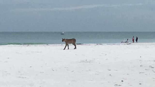 bobcat on beach