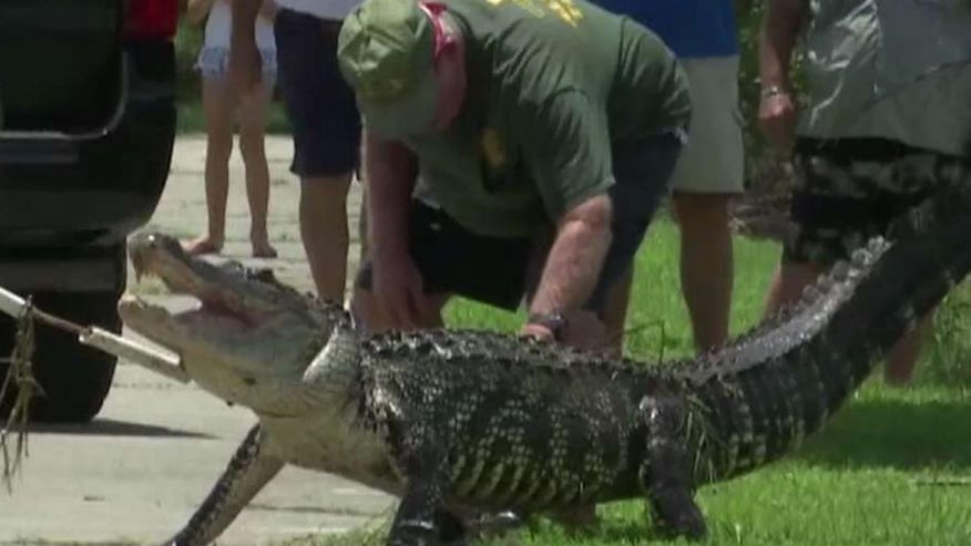 Alligator ‘ate toes off’ of Florida man who bathed in pond, report says 