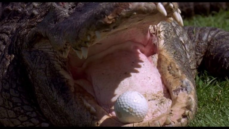 alligator golf ball
