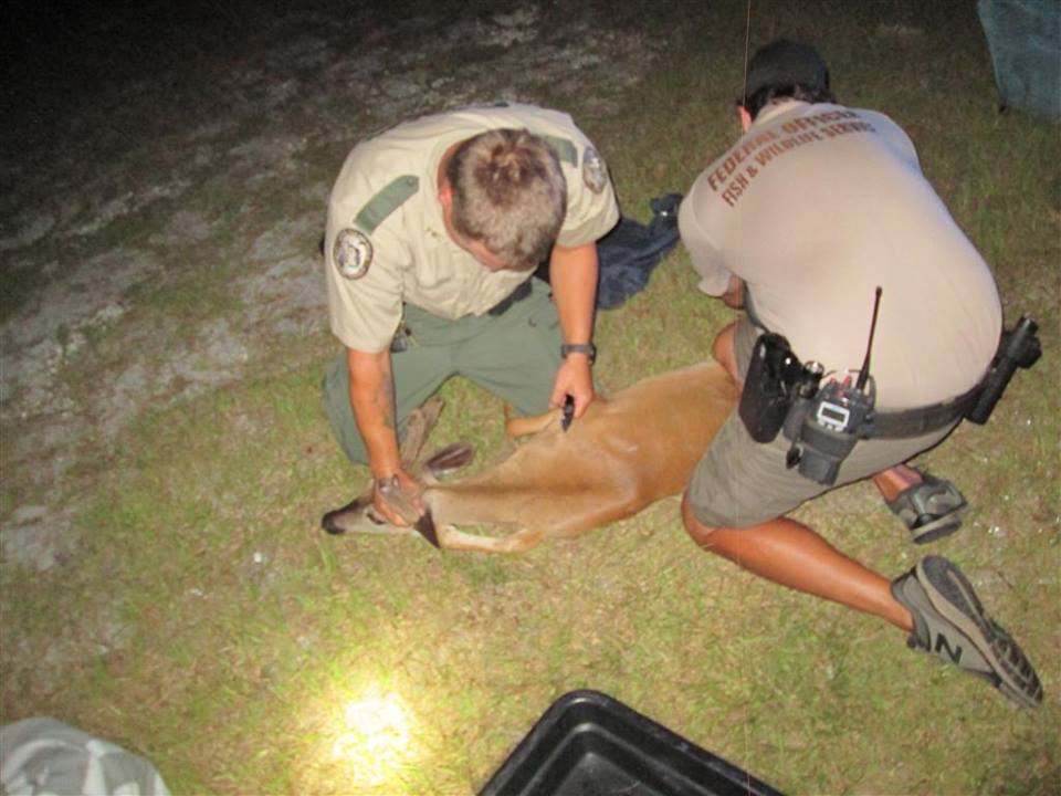 deer florida keys