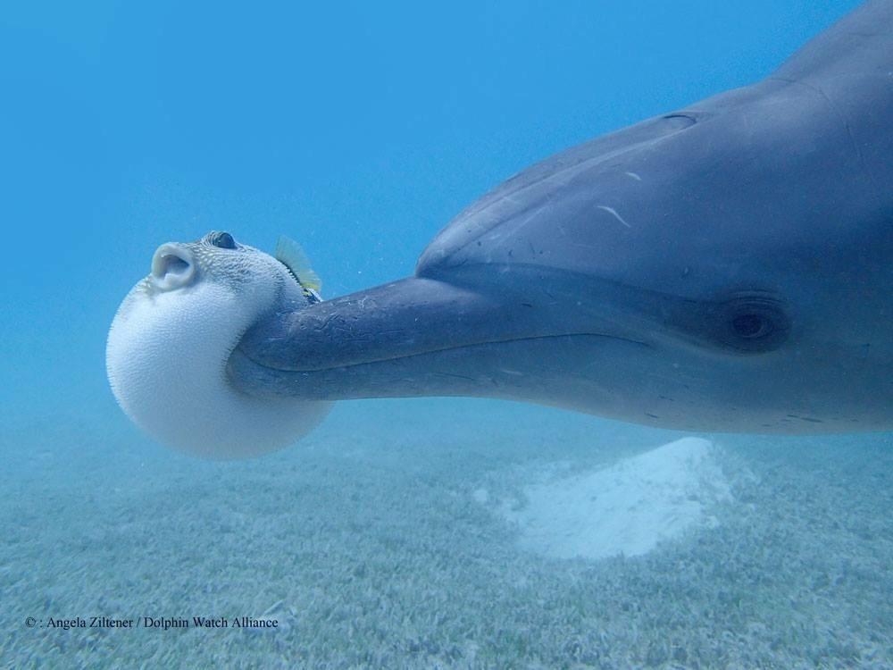 dolphin-fish-boop