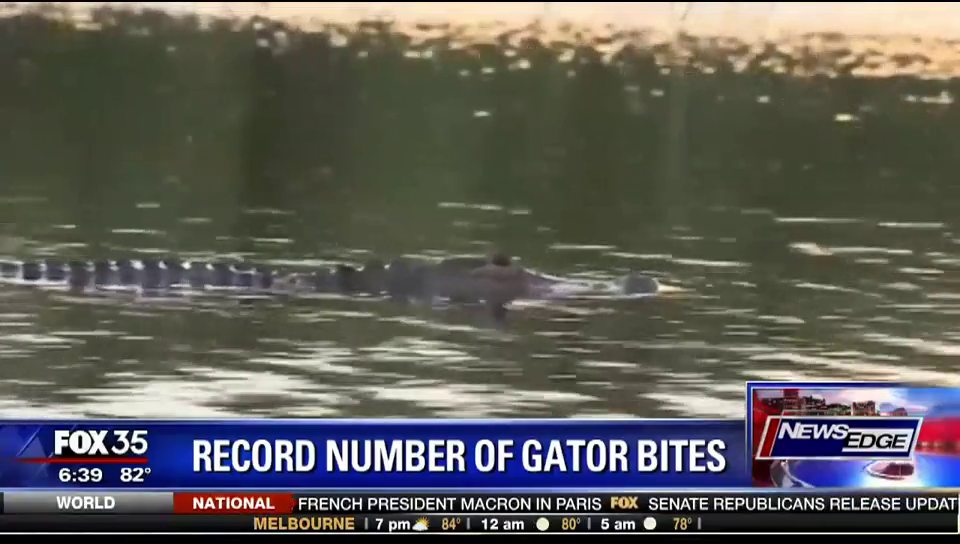 Record Number of Gator Bites for 2017