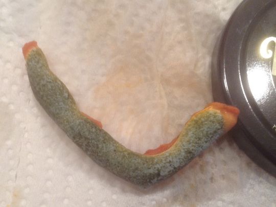 A Fort Myers woman said she found an iguana leg in her pizza sauce but the maker of the sauce said he substance was really just mold. (Photo: Special to The News-Press)