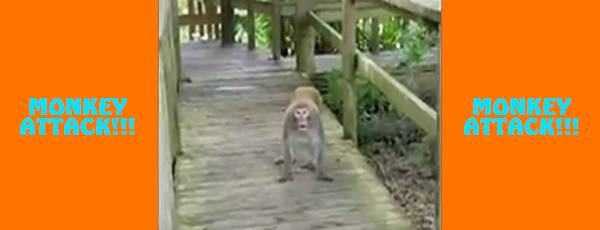 monkey attack