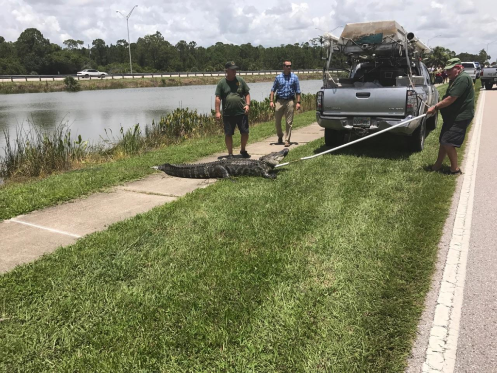 Charlie the Gator Chomps on a Port Charlotte Man Bathing in Retention Pond