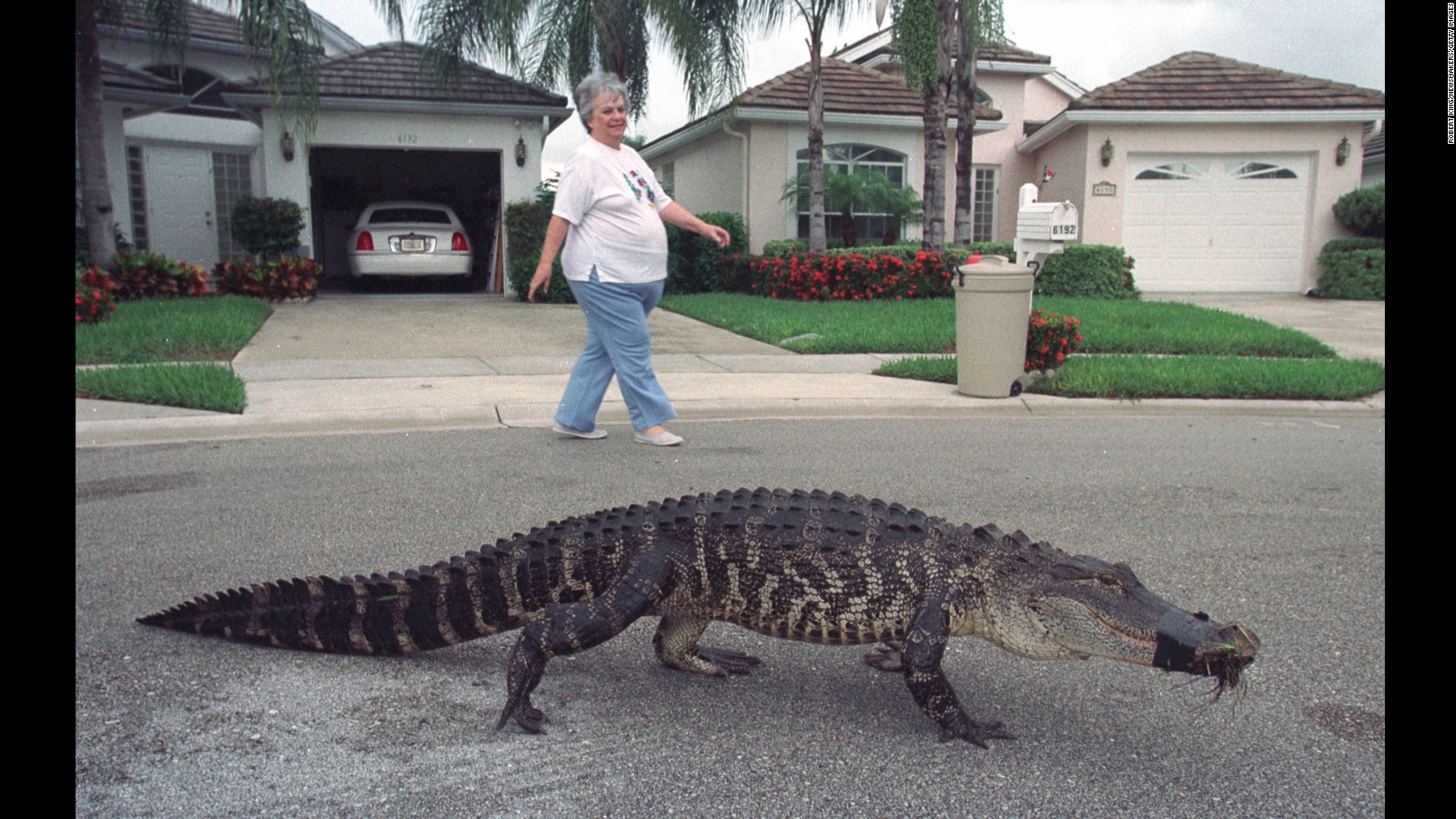 When You Take Your Gator for a Walk