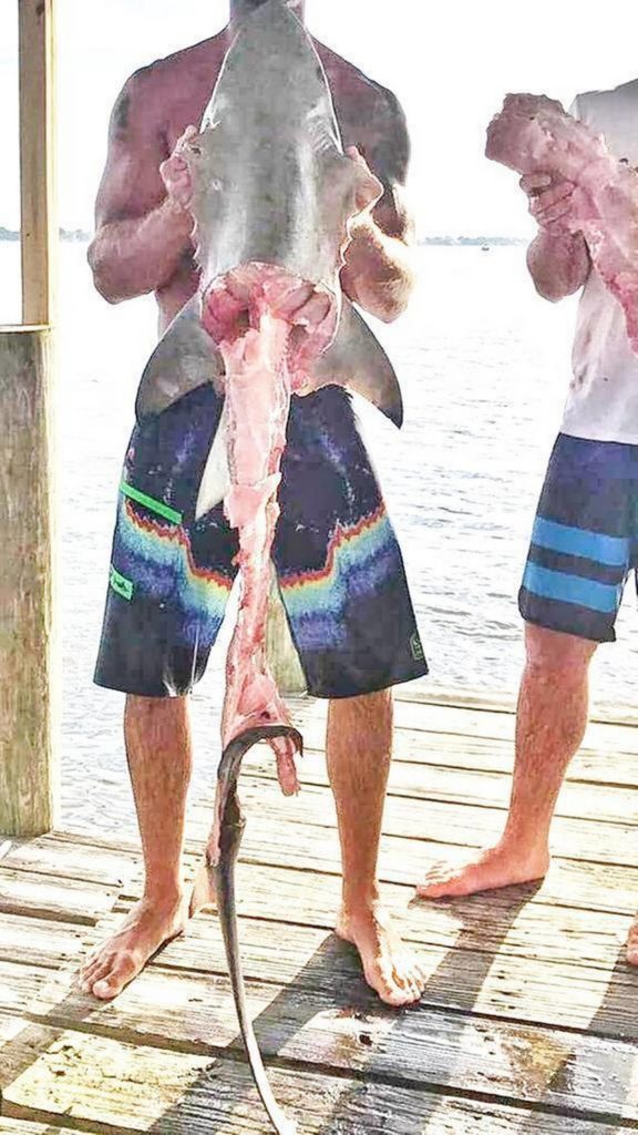 Photo Michael sent to Mark "The Shark" Quartianoa of the shark's carcass in the aftermath of the cruel video Source: https://everipedia.org/wiki/michael-wenzel-1/#ixzz4owMswajB