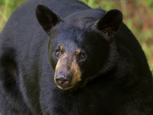 bear stock image