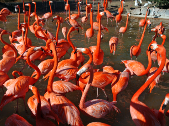 flamingos-busch-gardens