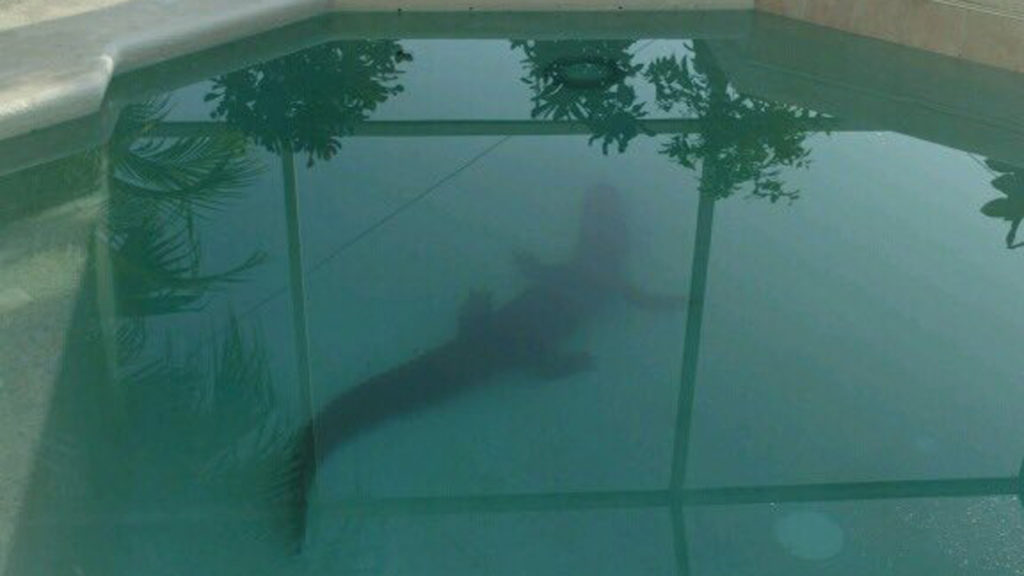 gator-in-pool-lithia