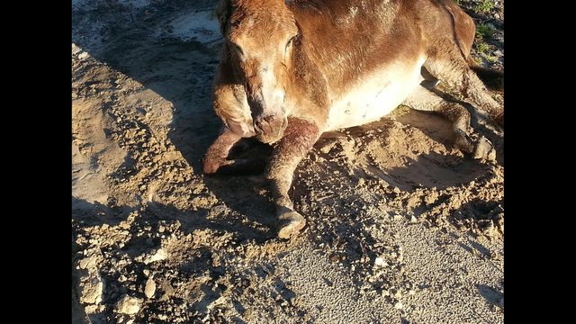 jax-beach-donkey-hurt