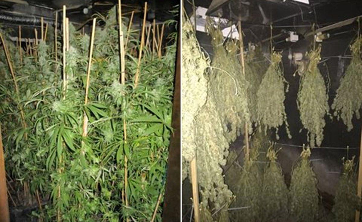 Police seized 370 marijuana plants weighing a total 539 pounds. (HILLSBOROUGH COUNTY SHERIFF)