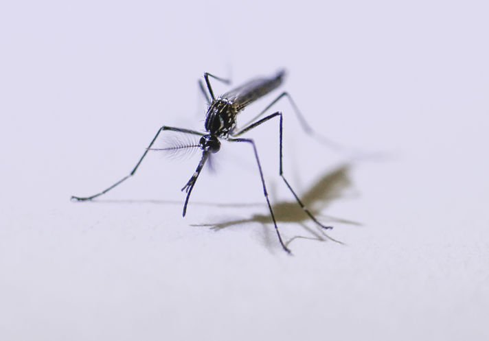The Aedes aegypti mosquito carries the Zika virus. (JIM DAMASKE | Times)