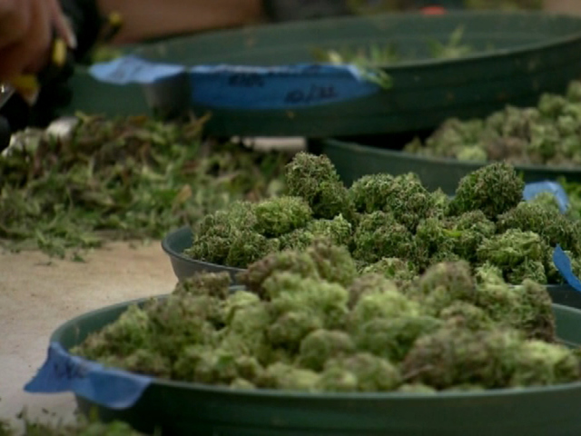 medical marijuana being sorted