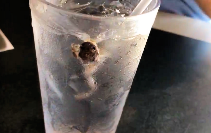frog in drink waffle house