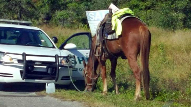 horse dui lakeland polk