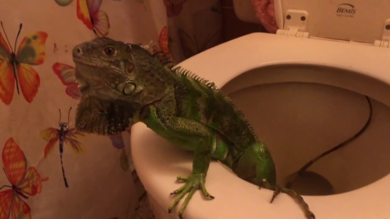 iguana in toilet hialeah