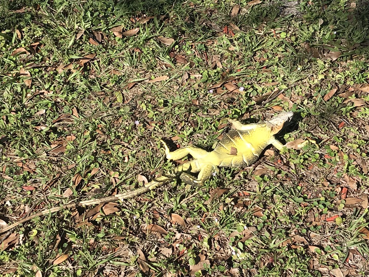 Frozen Iguanas are Falling From Trees in South Florida