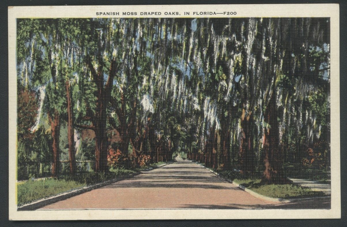 Origin of Spanish Moss