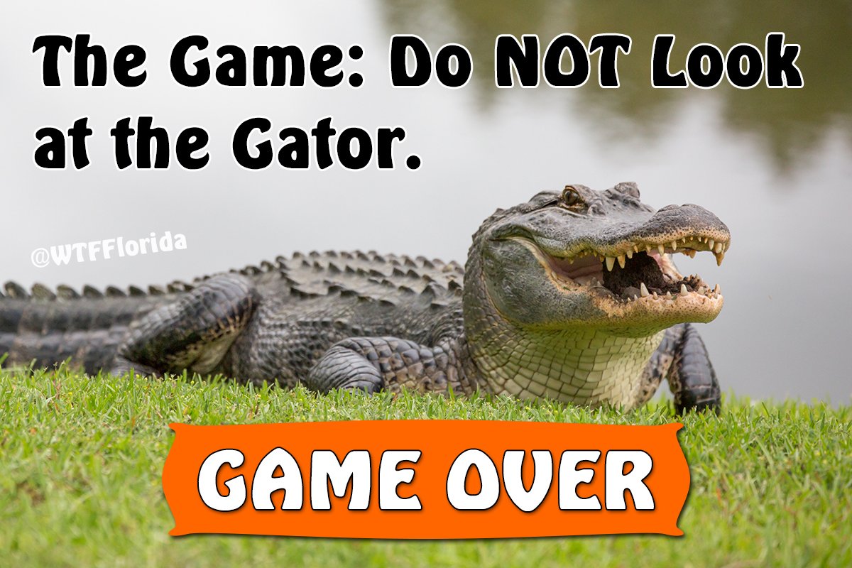 The Gator Game